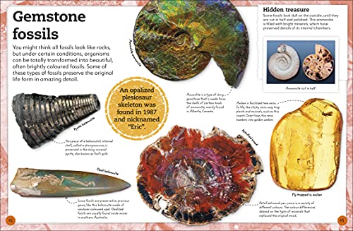 My Book of Fossils