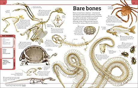 Animal Knowledge Genius!: A Quiz Encyclopedia to Boost Your Brain - Retail Maharaj