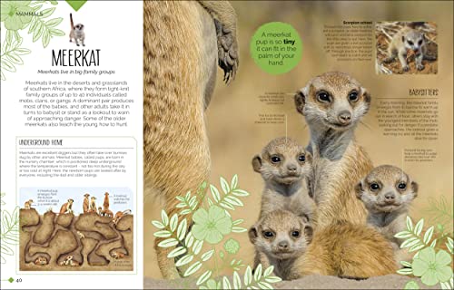 Born to be Wild: How Baby Animals Survive and Thrive