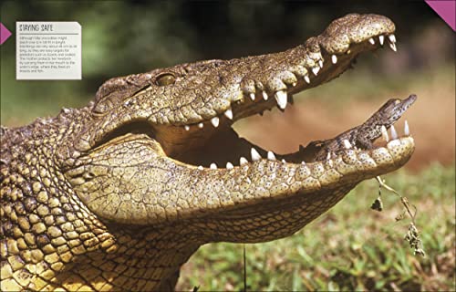 Born to be Wild: How Baby Animals Survive and Thrive