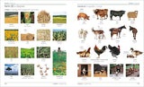 Ukrainian English Bilingual Visual Dictionary (DK Bilingual Visual Dictionaries)