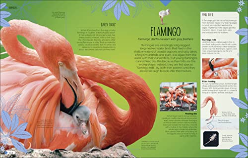 Born to be Wild: How Baby Animals Survive and Thrive