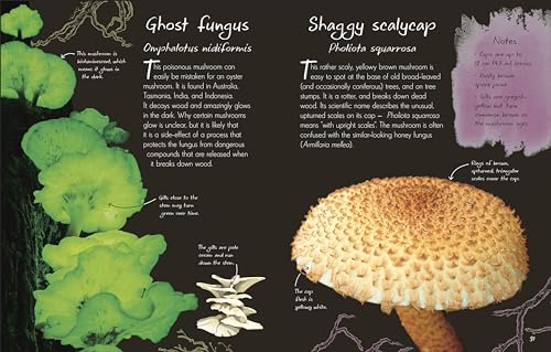 An Anthology of Fungi: A Collection of 100 Mushrooms, Toadstools and Other Fungi