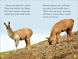 Llamas