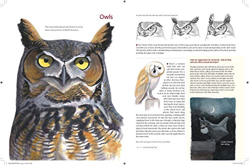 What It's Like to Be a Bird: From Flying to Nesting, Eating to Singing--What Birds Are Doing, and Why