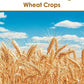 Genetics and Breeding of Wheat Crops