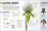 Happy Orchid