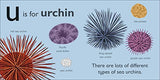 U is for Urchin - Retail Maharaj