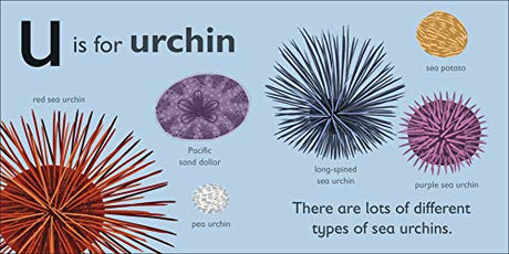 U is for Urchin - Retail Maharaj