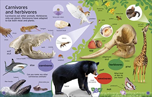 1000 Animal Words: Build Animal Vocabulary and Literacy Skills - Retail Maharaj
