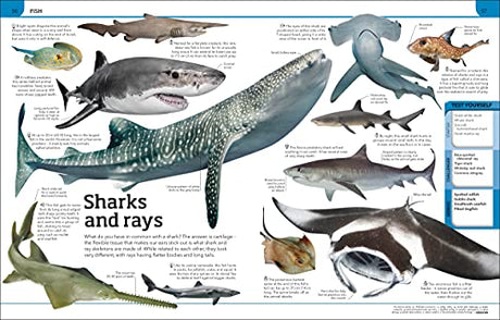 Animal Knowledge Genius!: A Quiz Encyclopedia to Boost Your Brain - Retail Maharaj