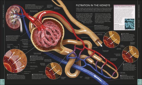 The Human Body Book