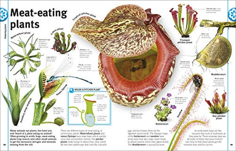 Trees, Leaves, Flowers & Seeds - Retail Maharaj