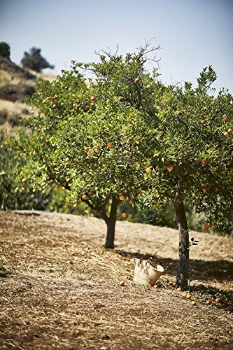 Taverna - Retail Maharaj