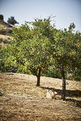 Taverna - Retail Maharaj