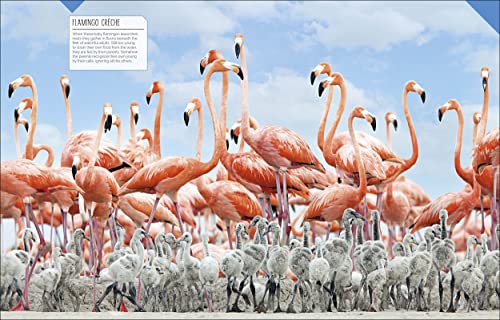 Born to be Wild: How Baby Animals Survive and Thrive