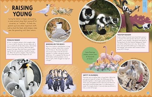 Animal Partnerships: Radical Relationships, Unlikely Alliances, and Other Animal Teams