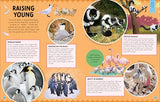 Animal Partnerships: Radical Relationships, Unlikely Alliances, and Other Animal Teams