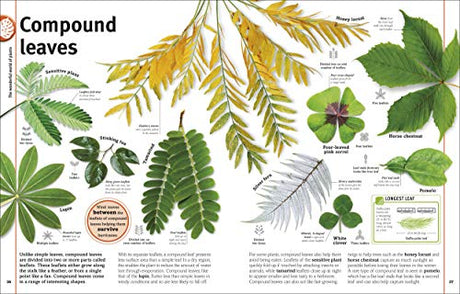 Trees, Leaves, Flowers & Seeds - Retail Maharaj