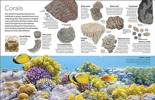 Fossil (Eyewitness) (DK Eyewitness)