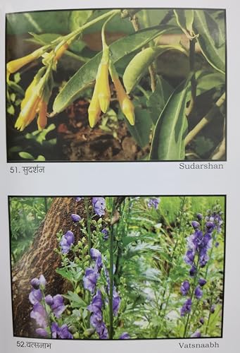 Upyogi Jadi Butiyan With Colour Pictures उपयोगी जड़ी बूटियां - Retail Maharaj