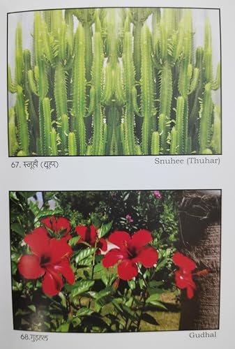 Upyogi Jadi Butiyan With Colour Pictures उपयोगी जड़ी बूटियां - Retail Maharaj