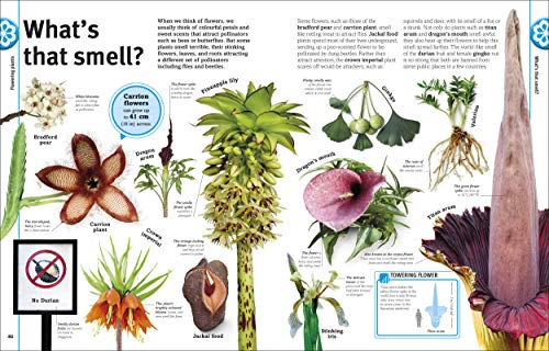 Trees, Leaves, Flowers & Seeds - Retail Maharaj