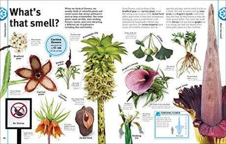 Trees, Leaves, Flowers & Seeds - Retail Maharaj