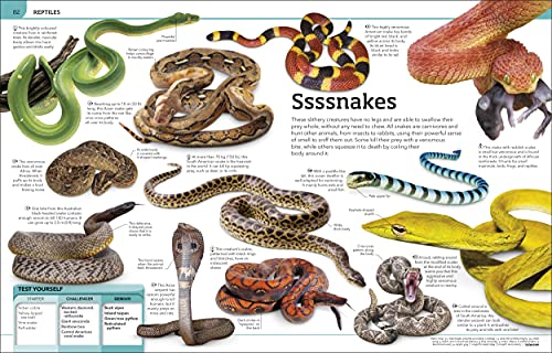 Animal Knowledge Genius!: A Quiz Encyclopedia to Boost Your Brain - Retail Maharaj