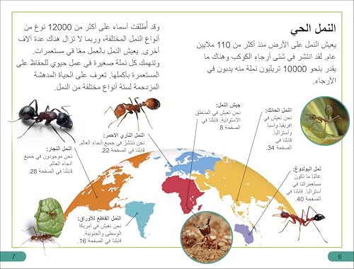 DK Super Readers Level 3 Ant Antics (Arabic translation)