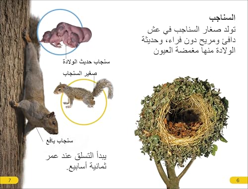 DK Super Readers Level 2 Wild Baby Animals (Arabic translation)