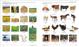 German English Bilingual Visual Dictionary