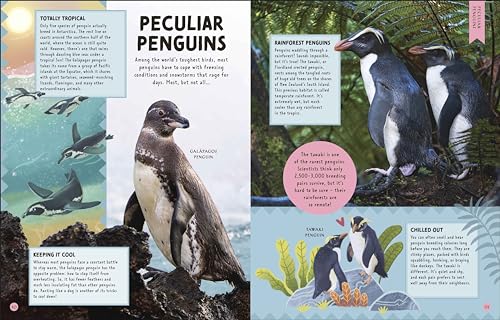 Odd Animals Out (Wonders of Wildlife)