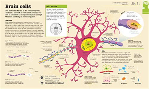 How the Brain Works: The Facts Visually Explained (How Things Work)