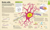 How the Brain Works: The Facts Visually Explained (How Things Work)