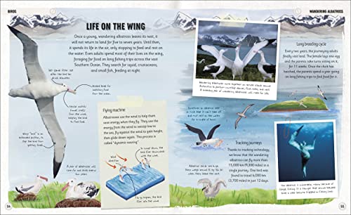 Amazing Animal Journeys: The Most Incredible Migrations in the Natural World