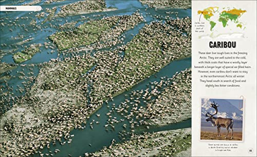 Amazing Animal Journeys: The Most Incredible Migrations in the Natural World