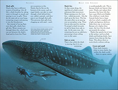 Sharks: Riveting Reads for Curious Kids (Mega Bites)