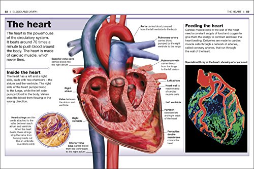 Pocket Eyewitness Human Body - Retail Maharaj