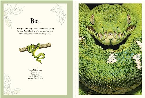 An Anthology of Intriguing Animals Poster Book: With More Than 30 Reversible Tear-Out Posters
