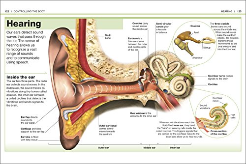 Pocket Eyewitness Human Body - Retail Maharaj