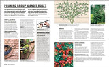 Grow Roses: Essential Know-how and Expert Advice for Gardening Success
