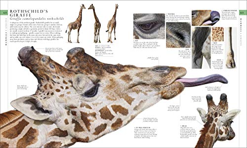 The Natural History Book: The Ultimate Visual Guide to Everything on Earth (DK Definitive Visual Encyclopedias)