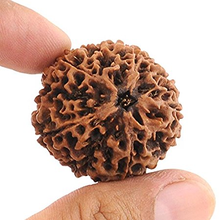 Shri 5 Mukhi Panchmukhi Rudraksha Divya Beed for Protection and Purity - Retail Maharaj