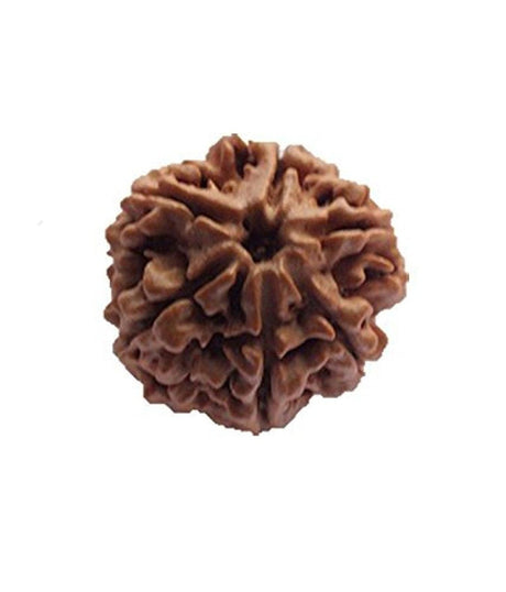 Shri 6 Mukhi Kartikeya Rudraksha Divya Beed for Strength and Vital Energy - Retail Maharaj