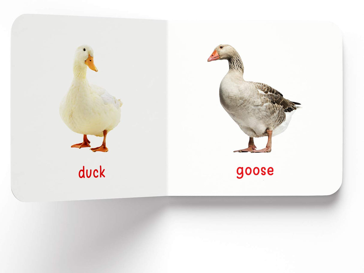 My First Book of Birds | First Birds Board Book for Babies, Toddlers & Preschoolers | Learn About Common Birds with Bright and Realistic Pictures | Early Learning Book for Kids Ages 0-3 Years - Retail Maharaj