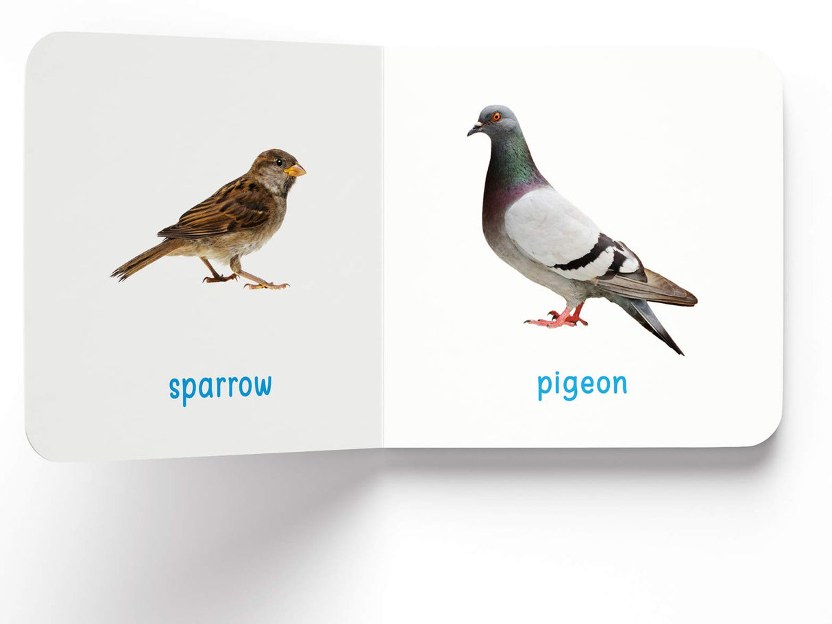 My First Book of Birds | First Birds Board Book for Babies, Toddlers & Preschoolers | Learn About Common Birds with Bright and Realistic Pictures | Early Learning Book for Kids Ages 0-3 Years - Retail Maharaj