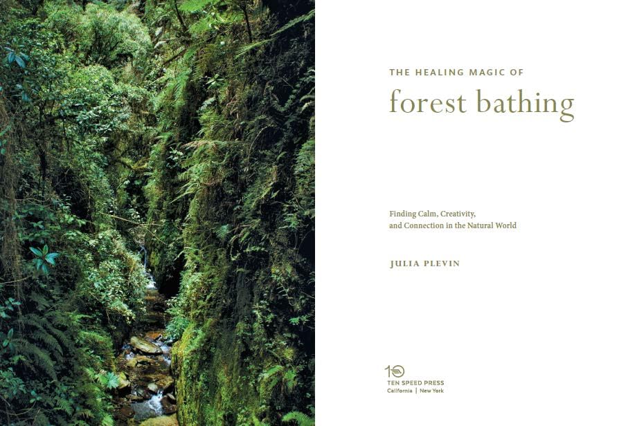 The Healing Magic of Forest Bathing: Finding Calm, Creativity, and Connection in the Natural World