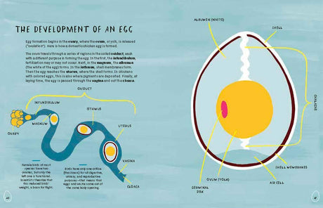 Nests, Eggs, Birds: An Illustrated Aviary - Retail Maharaj