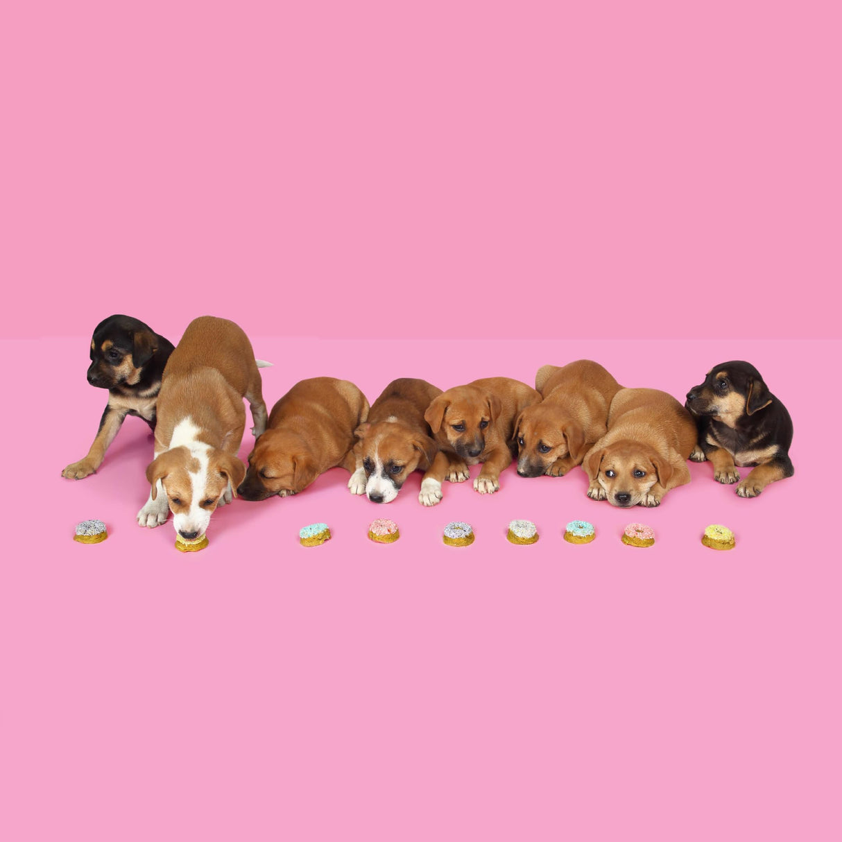 The Barkery Book: Delicious DIY Treats for Your Dogs - Retail Maharaj